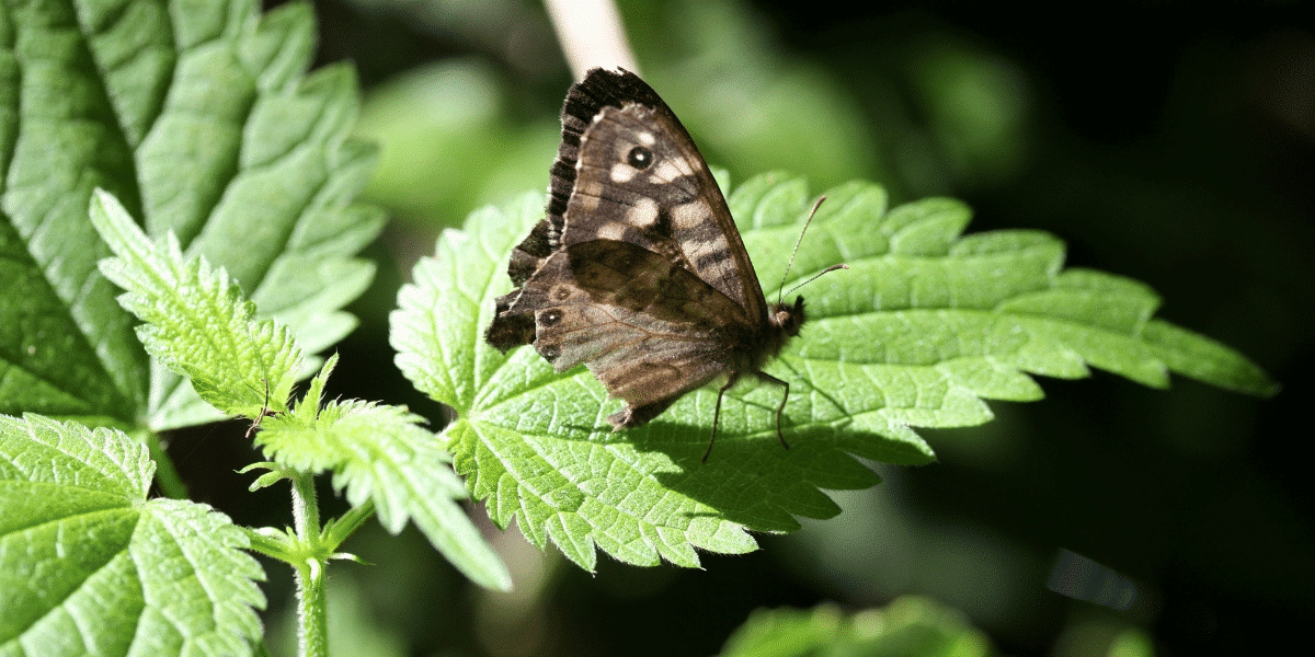 De onfeilbare truc om brandnetels uit je tuin te verwijderen en ze voor altijd weg te houden!