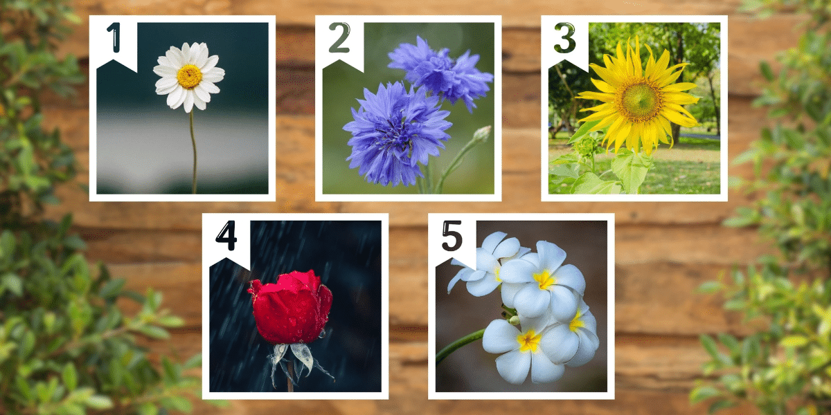Persoonlijkheidstest: Welke van de 5 bloemen vertegenwoordigt jouw manier van leven? Ontdek of jij het beste uit je bestaan haalt!