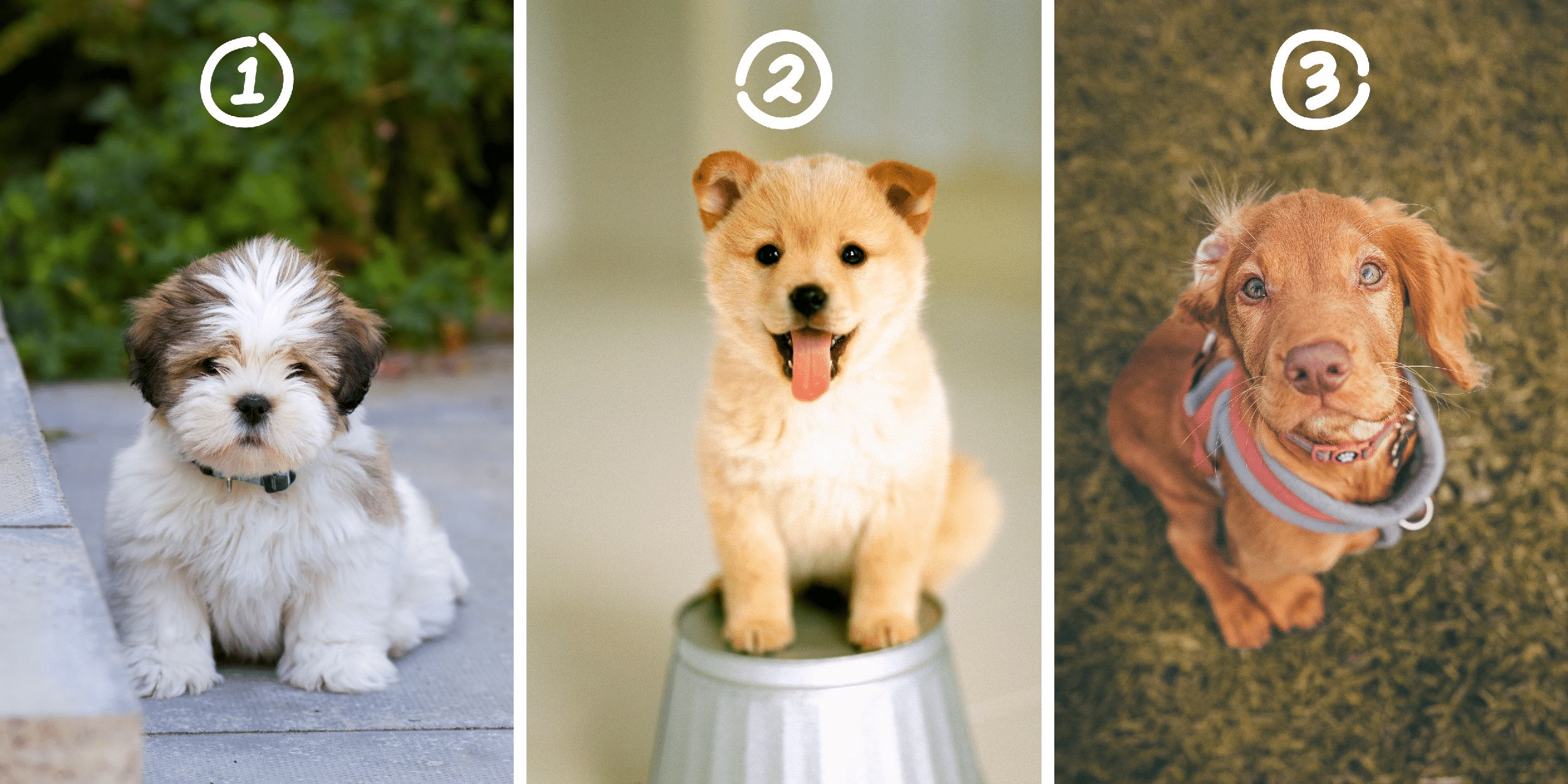 Persoonlijkheidstest: De loyale metgezel in jou – Kies uit deze 3 puppies en ontdek het geheim van jouw loyaliteit!