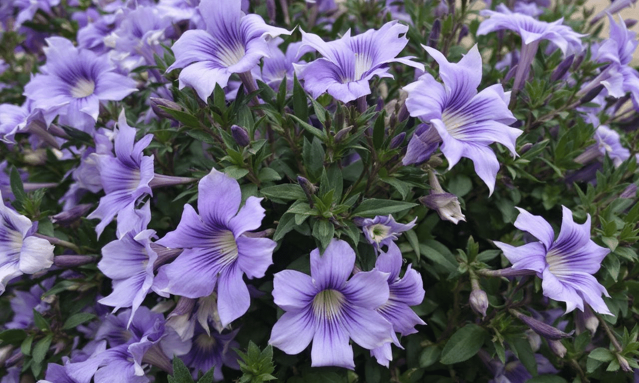 Ontdek de truc van de tuinier: Lobelia bloeit als nooit tevoren!