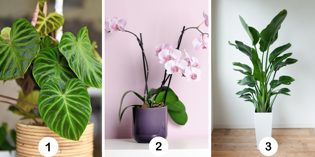 Persoonlijkheidstest: Welke plant ben jij? Ontdek je levensdoel door te kiezen tussen deze 3 groene metgezellen!