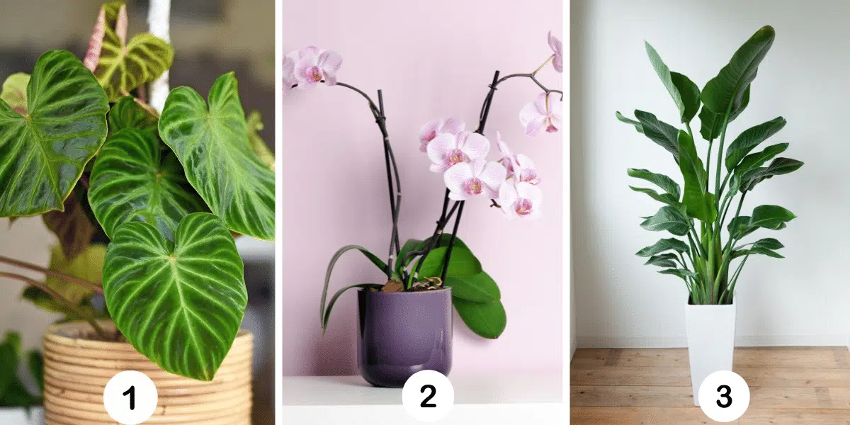 Persoonlijkheidstest: Welke plant ben jij? Ontdek je levensdoel door te kiezen tussen deze 3 groene metgezellen!